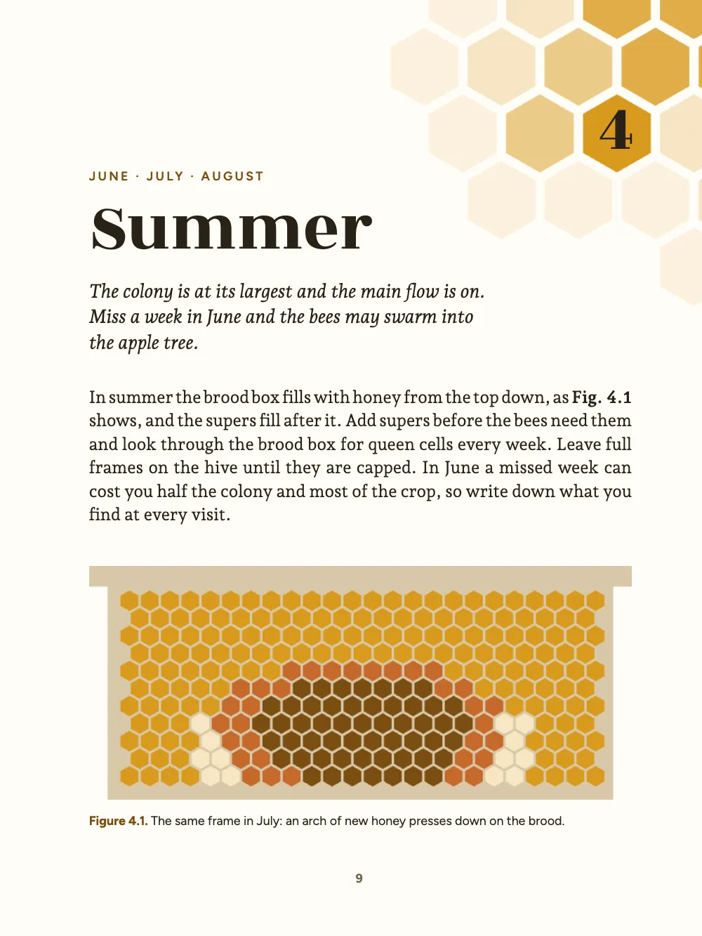 Opening page 9: 4 Summer. Figure 4.1. The same frame in July: an arch of new honey presses down on the brood.