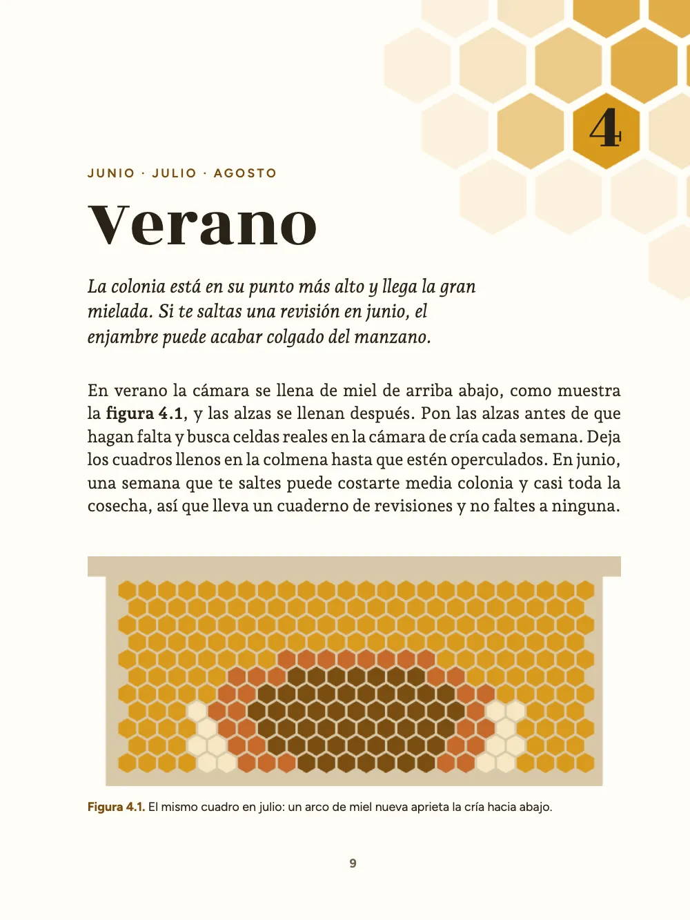 Página de apertura 9: 4 Verano. Figura 4.1. El mismo cuadro en julio: un arco de miel nueva aprieta la cría hacia abajo.