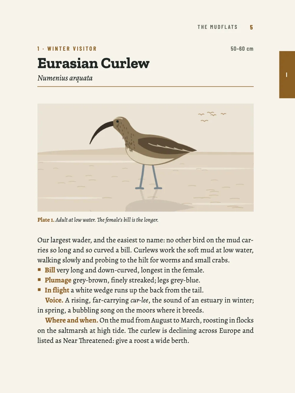 Page 5: 1 Eurasian Curlew. Plate 1. Adult at low water. The female’s bill is the longer.
