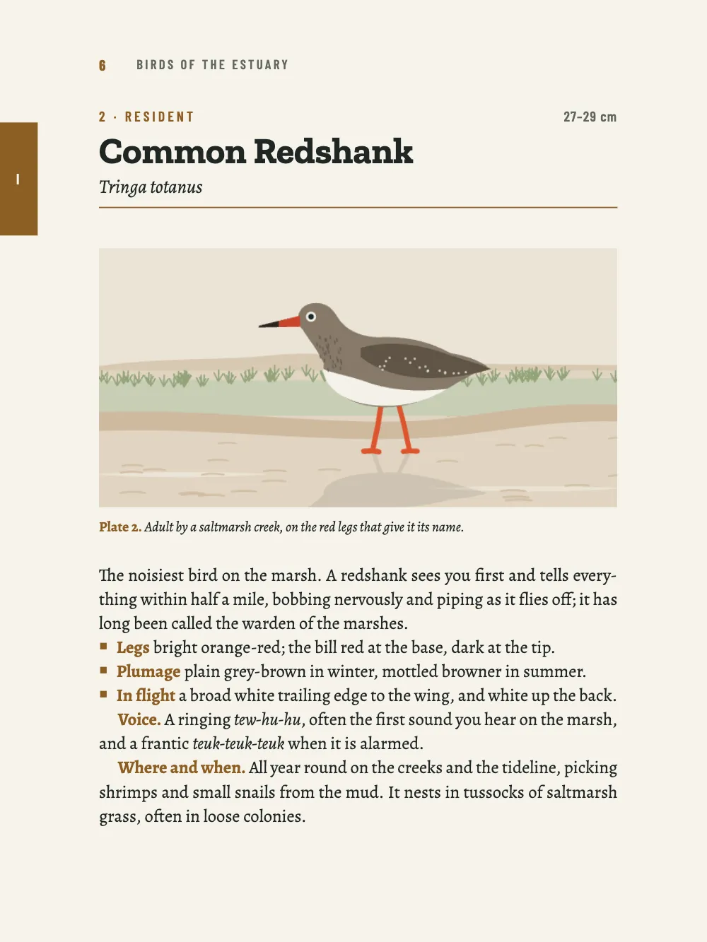 Page 6: 2 Common Redshank. Plate 2. Adult by a saltmarsh creek, on the red legs that give it its name.
