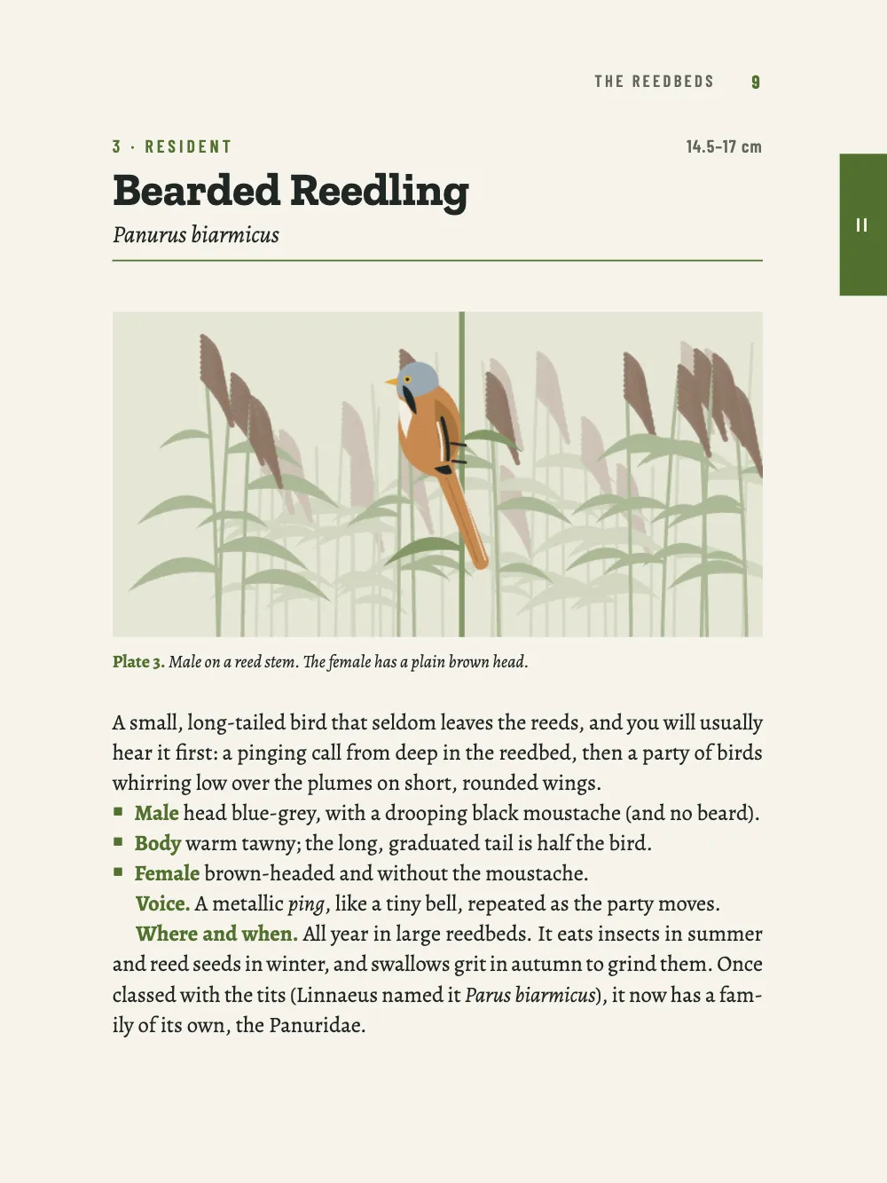 Page 9: 3 Bearded Reedling. Plate 3. Male on a reed stem. The female has a plain brown head.