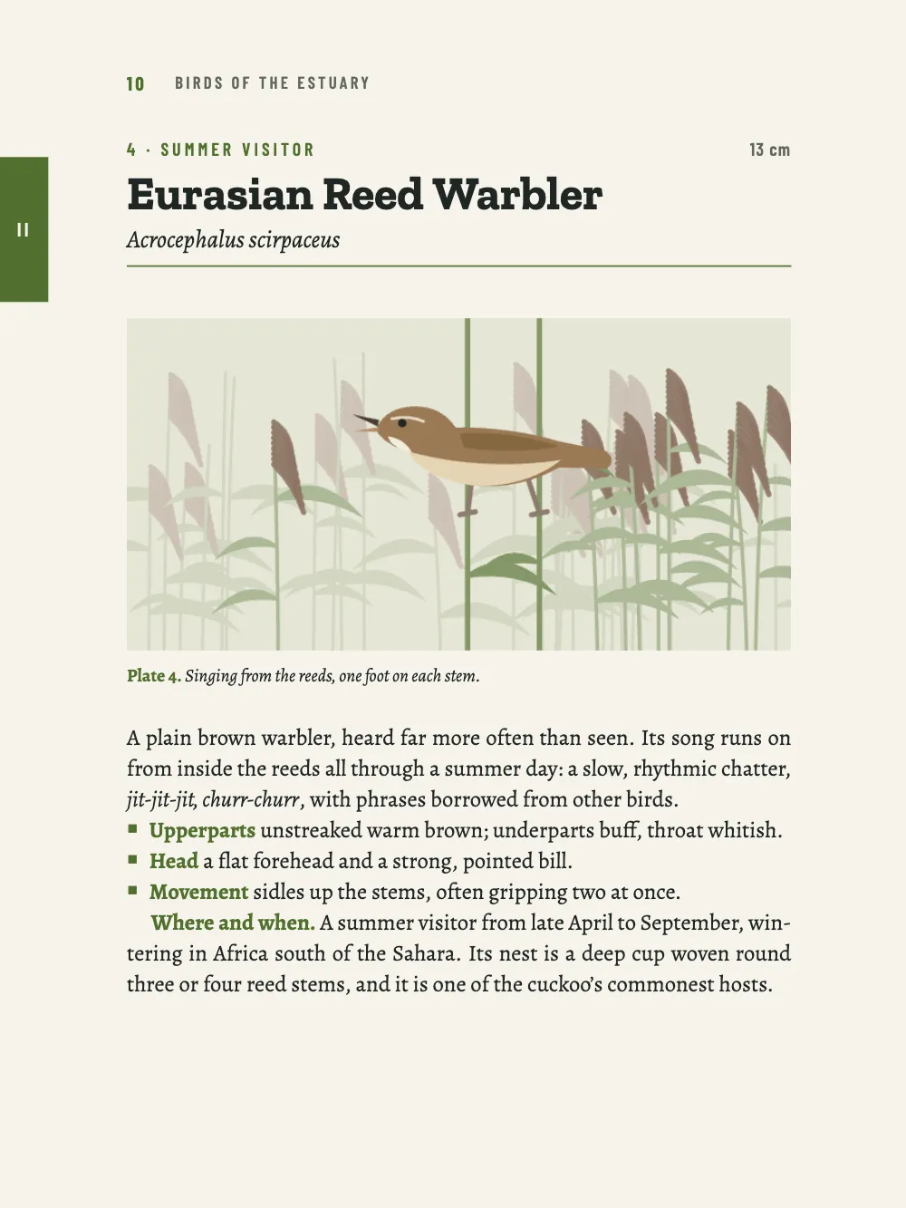 Page 10: 4 Eurasian Reed Warbler. Plate 4. Singing from the reeds, one foot on each stem.