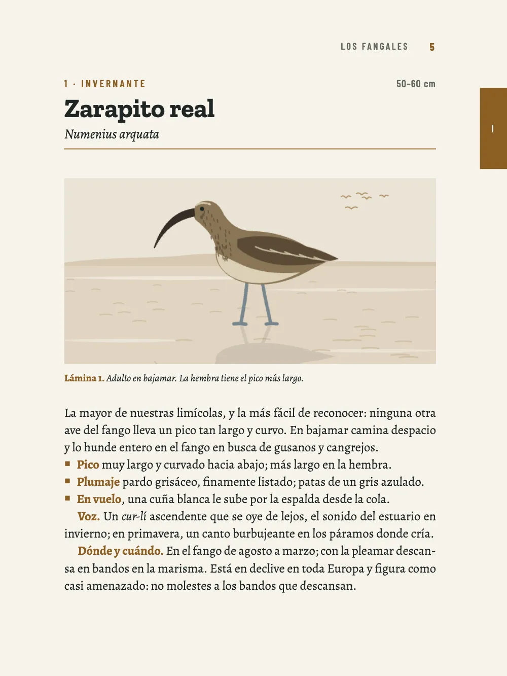 Página 5: 1 Zarapito real. Lámina 1. Adulto en bajamar. La hembra tiene el pico más largo.