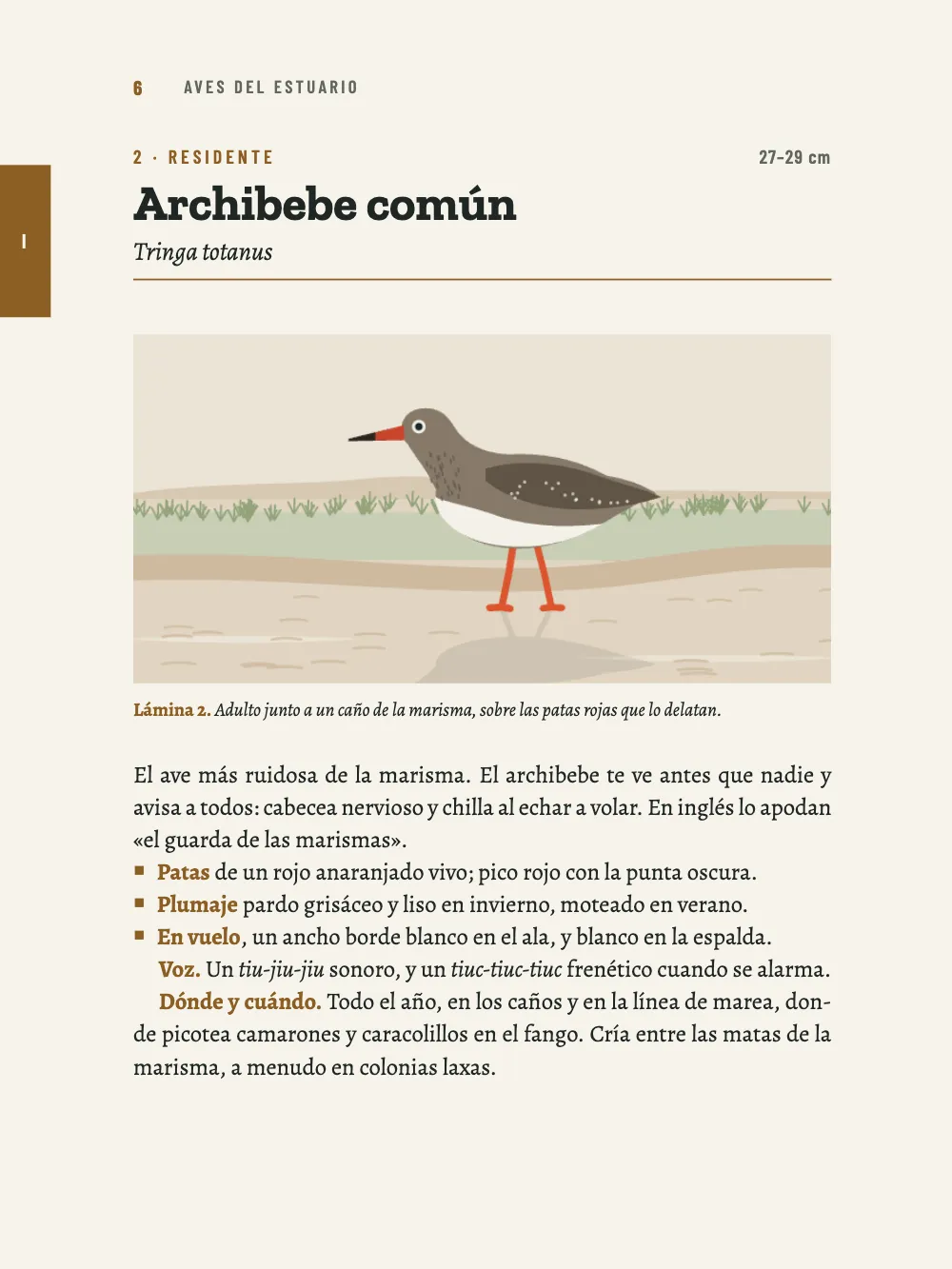 Página 6: 2 Archibebe común. Lámina 2. Adulto junto a un caño de la marisma, sobre las patas rojas que lo delatan.