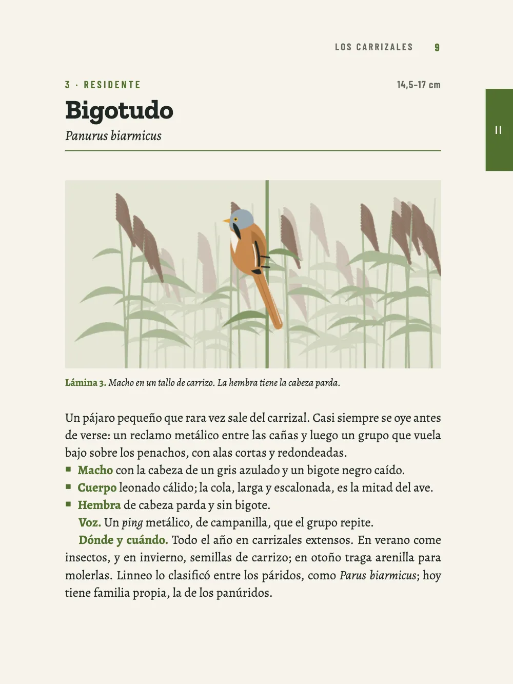 Página 9: 3 Bigotudo. Lámina 3. Macho en un tallo de carrizo. La hembra tiene la cabeza parda.