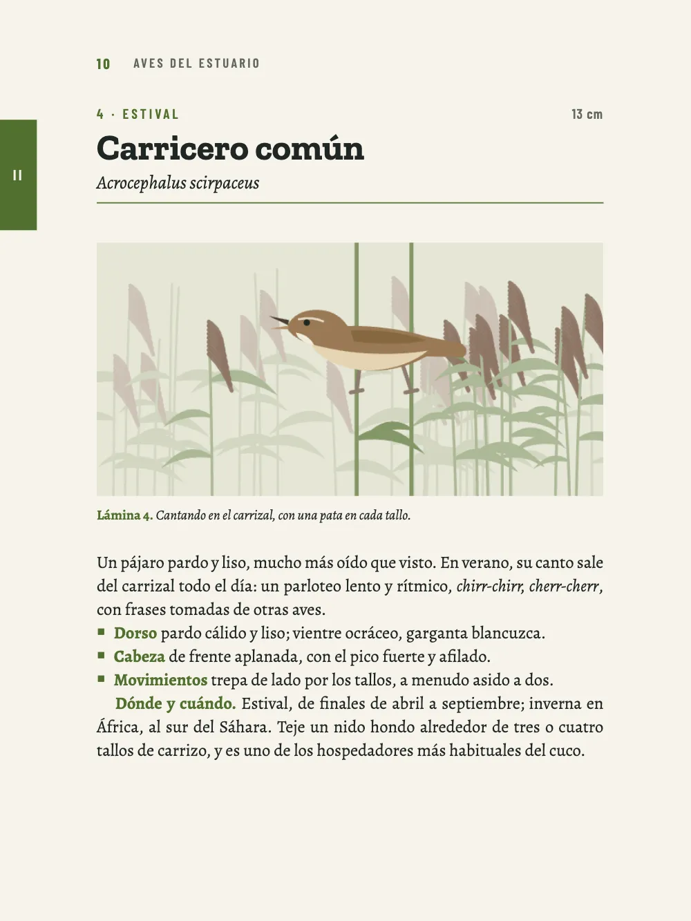 Página 10: 4 Carricero común. Lámina 4. Cantando en el carrizal, con una pata en cada tallo.