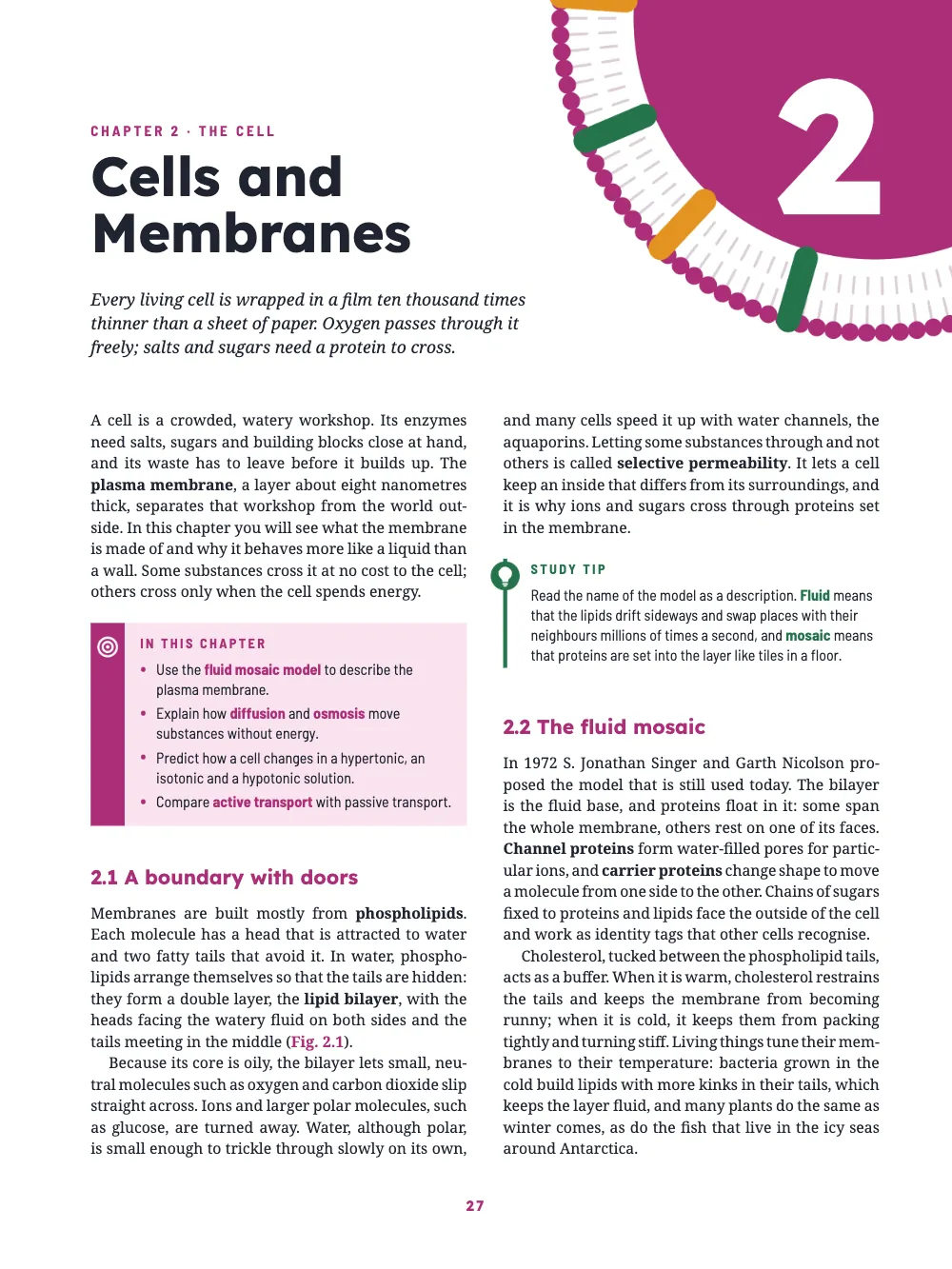 Opening page 27: Cells and Membranes. The opener of chapter 2, Cells and Membranes: a magenta cell with a beaded bilayer rim, cut by the top-right corner of the page, with a white 2 in its core. Below the first paragraph, a learning-objectives box on a magenta stripe that holds a target icon; in the right column, a study tip beside a thin green rule capped by a light-bulb badge.